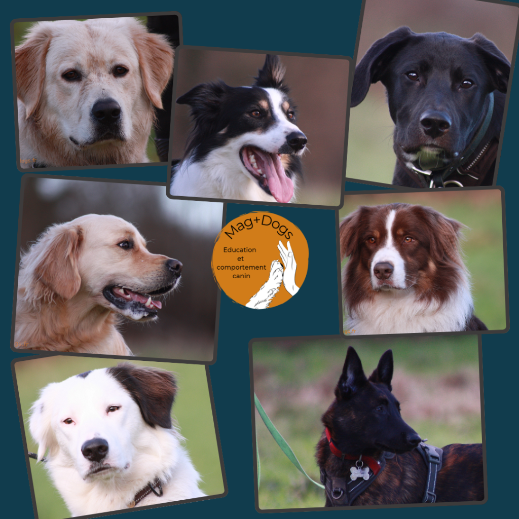 chiens_séance_éducation_canine_magplusdogs