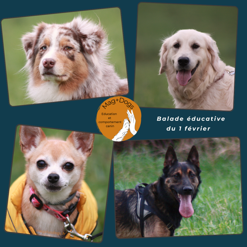Balade_éducative_magplusdogs
