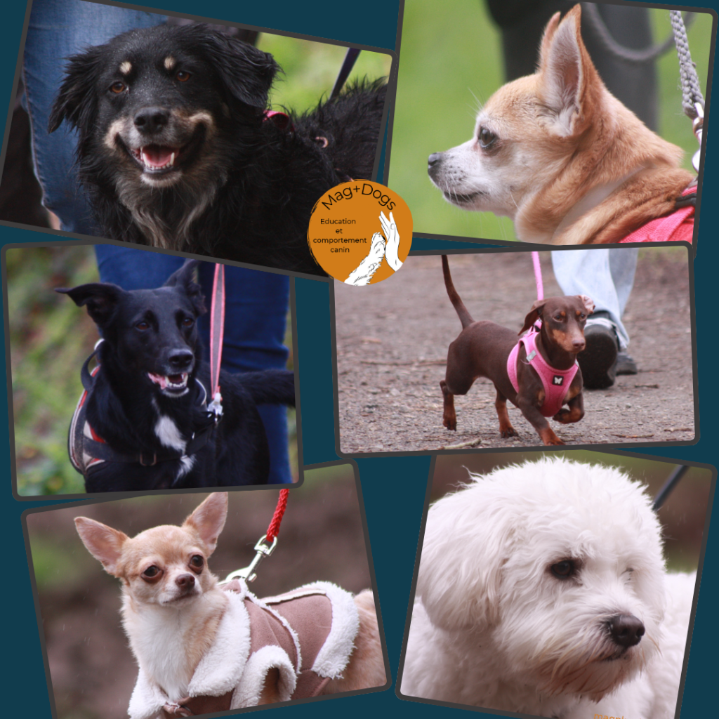 balade canine éducative et collective