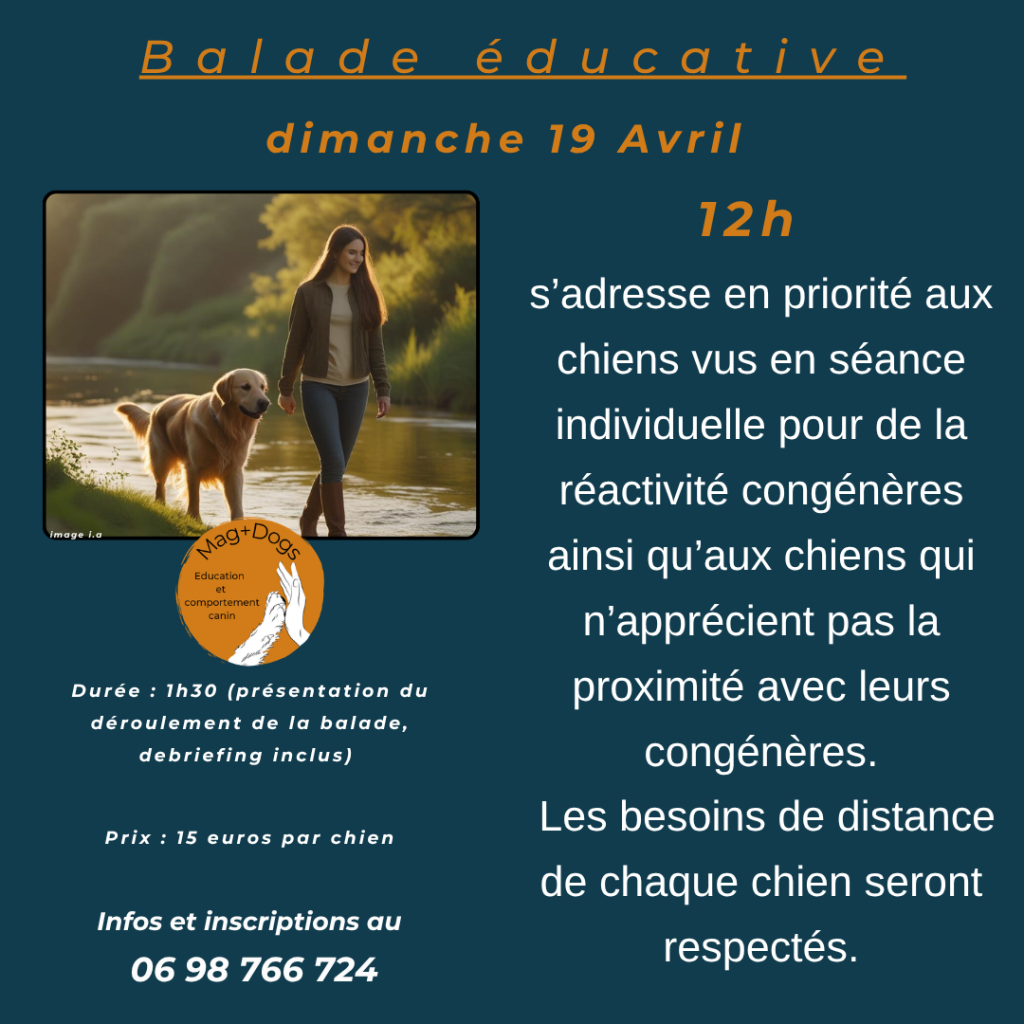 nouvelle balade collective et éducative_magplusdogs