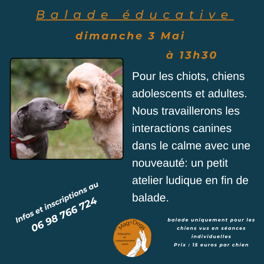 balade chiots éducation- magplusdogs