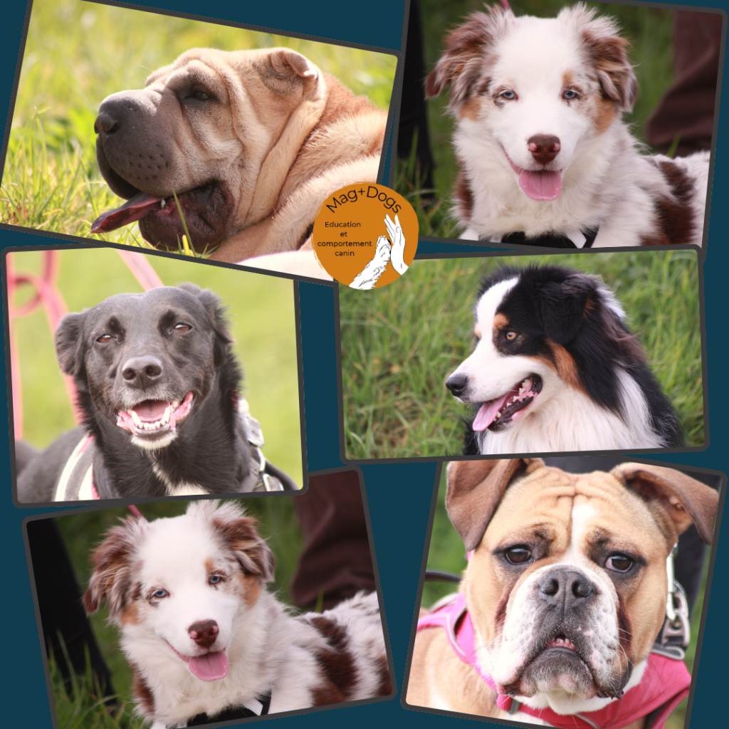 balade éducative photos magplusdogs