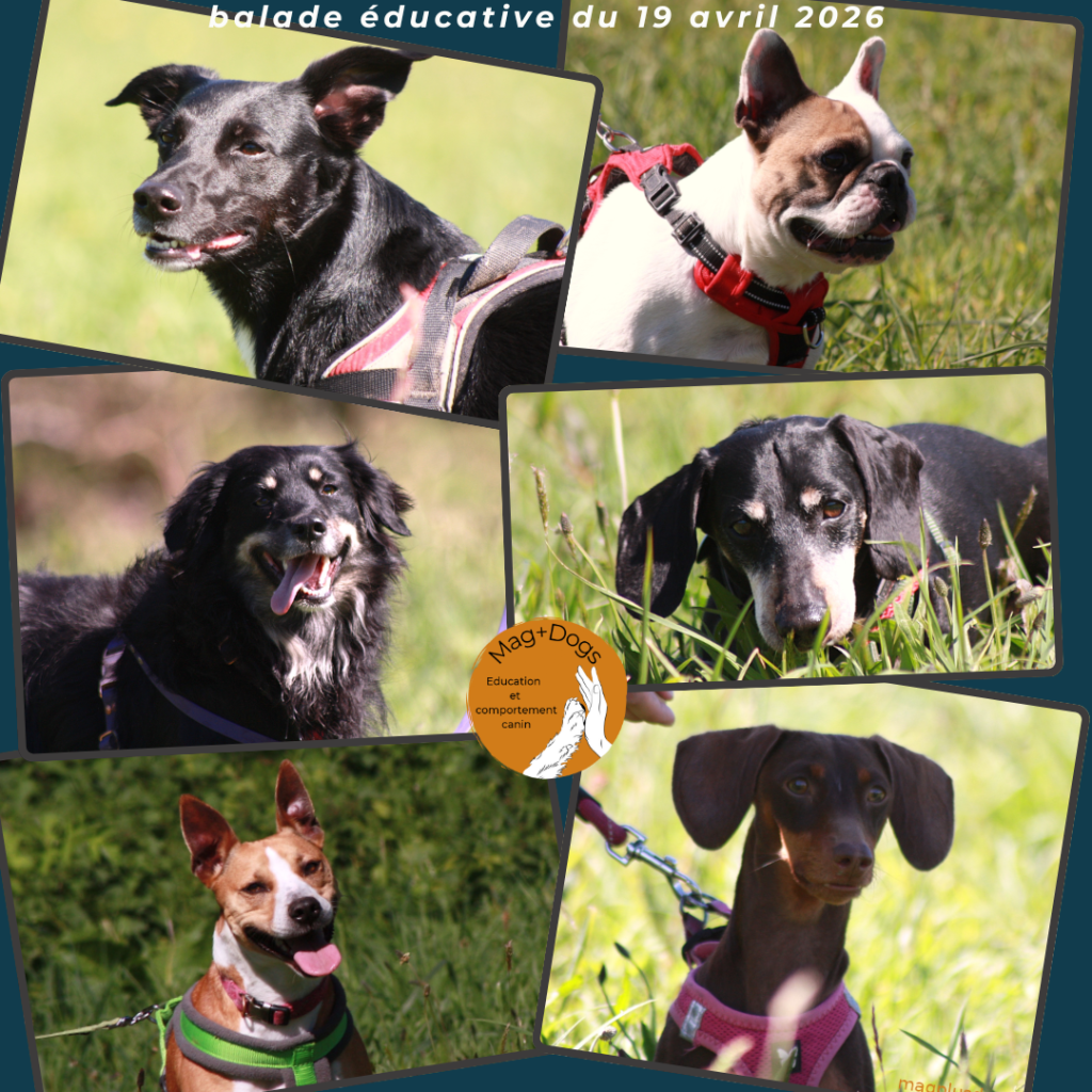 photos-chiens-balades éducative-magplusdogs